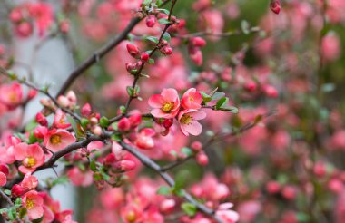 Baharda çiçek açan Çin ayvası
