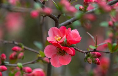 Baharda çiçek açan Çin ayvası