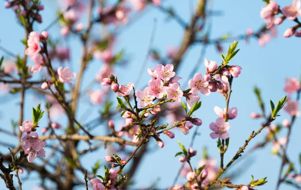 Bunga Sakura Pohon Pada Hari Yang Cerah — Stok Foto