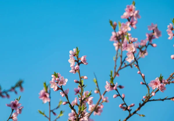 Sakura Flowers Tree Sunny Day — Stock Photo, Image