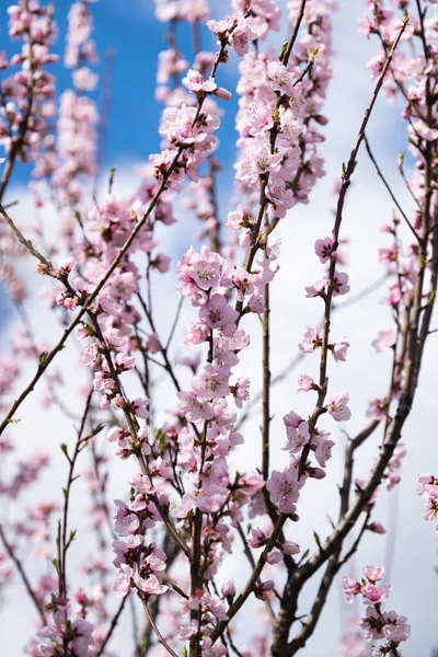 Bunga Sakura Pohon Pada Hari Yang Cerah — Stok Foto