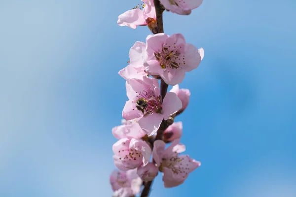 Sakura Kwiaty Drzewie Słoneczny Dzień — Zdjęcie stockowe