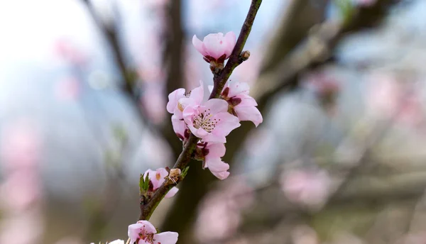 Flores Sakura Árbol Día Soleado — Foto de Stock