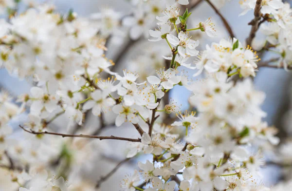 Tausta Valkoinen Kirsikka Luumu Kukkia — kuvapankkivalokuva