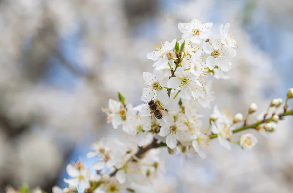 Pozadí Bílé Třešňové Švestkové Květy — Stock fotografie