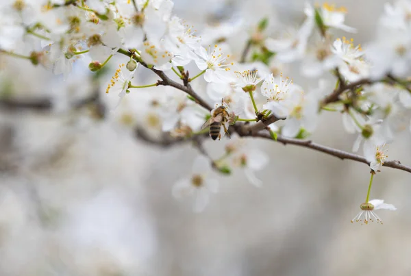 Bakgrund Vita Körsbär Plommon Blommor — Stockfoto