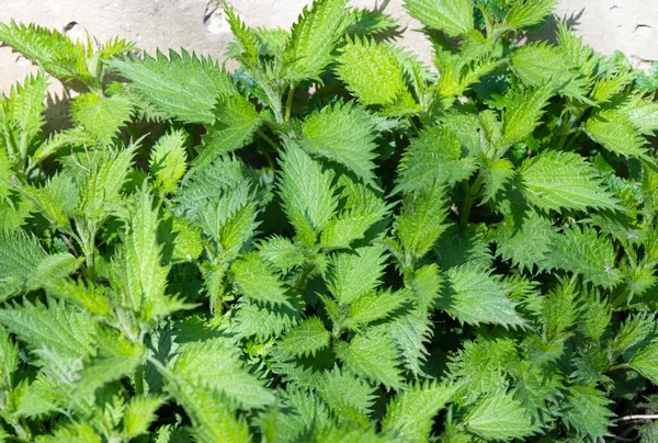 Baharda Çayırda Yeşil Isırgan Otu — Stok fotoğraf
