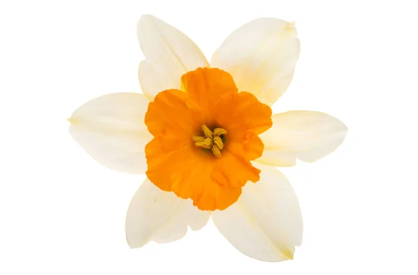 Narcissus Flower Isolated White Background — Stock Photo, Image