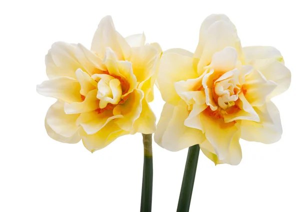 Narcisse Fleur Isolée Sur Fond Blanc — Photo