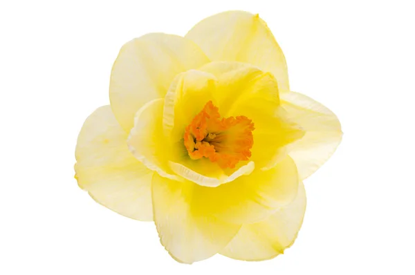 Квітка Нарциса Ізольована Білому Тлі — стокове фото