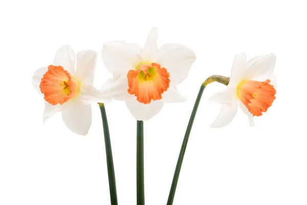 Narcis Květiny Izolované Bílém Pozadí — Stock fotografie