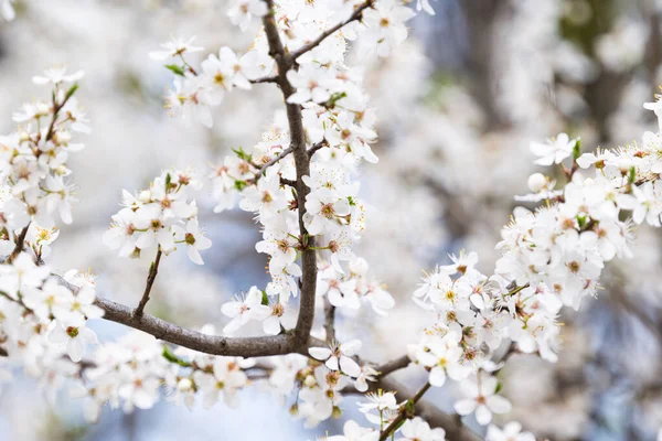 Tausta Valkoinen Kirsikka Luumu Kukkia — kuvapankkivalokuva