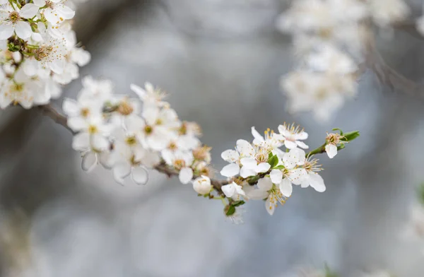 Pozadí Bílé Třešňové Švestkové Květy — Stock fotografie