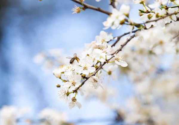 Background White Cherry Plum Flowers — Stock Photo, Image