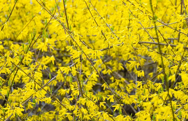 Yellow Background Forsythia Flowers — Stock Photo, Image
