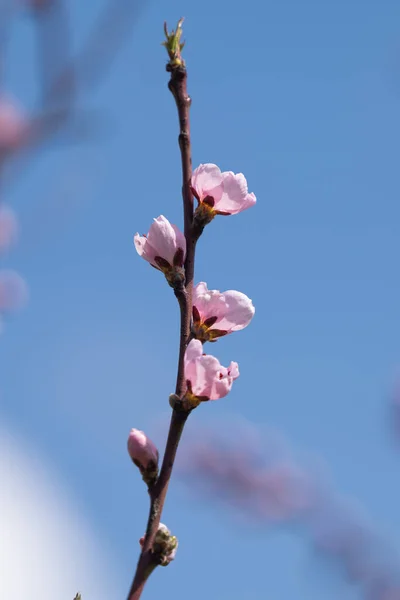 春天里盛开的樱花 — 图库照片