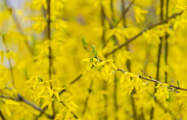Жовтий Фон Квітів Листя — стокове фото