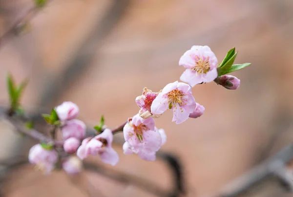 Sakura Bloemen Bloeien Het Voorjaar — Stockfoto