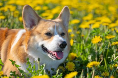 Karahindiba otlağında pembroke corgi