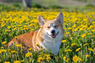 Karahindiba otlağında pembroke corgi