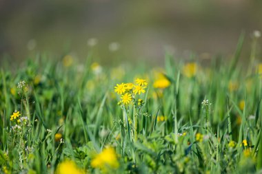 Sarı papatya çiçekleri güneşli bir günde çayırda