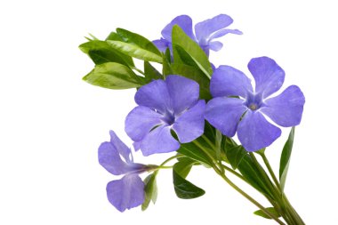 menekşe çiçeği beyaz arkaplanda izole