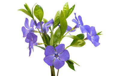 menekşe çiçeği beyaz arkaplanda izole