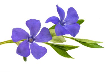 menekşe çiçeği beyaz arkaplanda izole