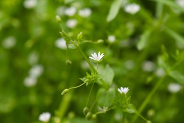 Güneşli bir günde çayırda küçük beyaz çiçekler