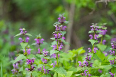 Güneşli bir günde çiçekli ısırgan otları