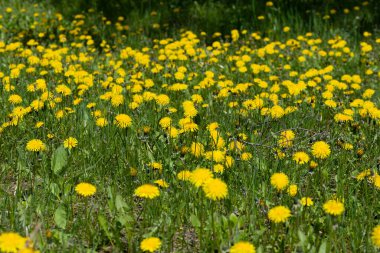 Güneşli bir günde çayırda karahindibalar
