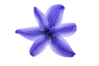 Beyaz arkaplanda izole edilmiş sümbül çiçeği