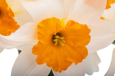 Beyaz arka planda izole edilmiş güzel nergis buketi.