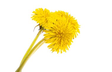 Beyaz arkaplanda izole edilmiş karahindiba çiçeği