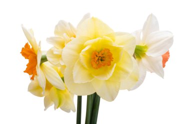 Beyaz arka planda izole edilmiş güzel nergis buketi.