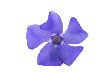 menekşe çiçeği beyaz arkaplanda izole