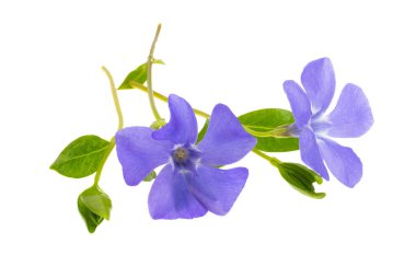 menekşe çiçeği beyaz arkaplanda izole