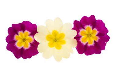 Beyaz arka plan üzerinde izole çuha çiçeği çiçek