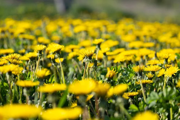 yellow dandelions in a meadow on a sunny day