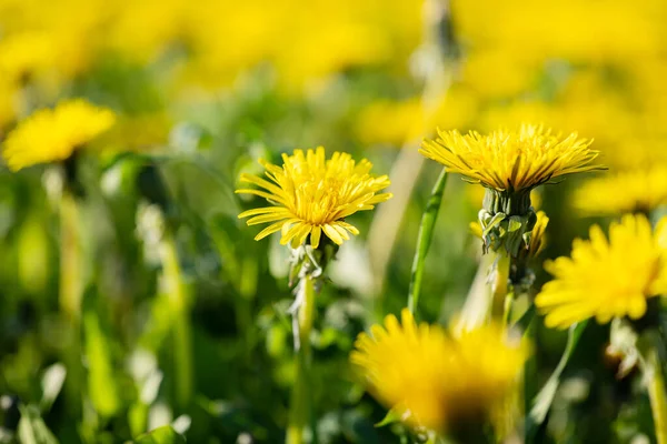 Yellow Dandelions Meadow Sunny Day — Stock Photo, Image