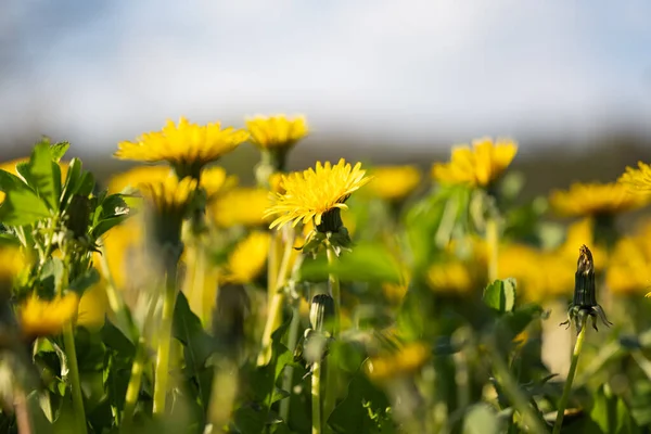 yellow dandelions in a meadow on a sunny day
