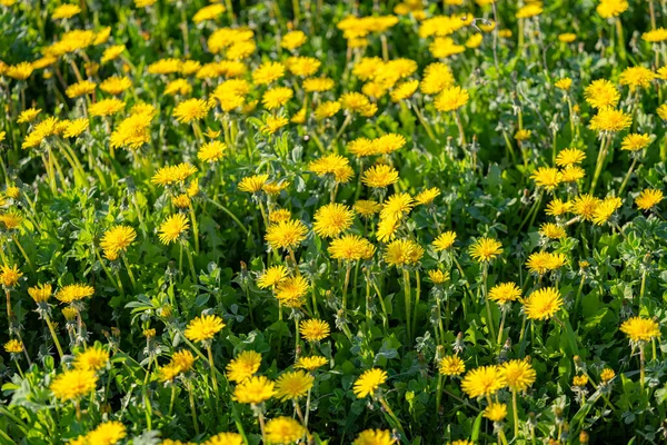 Güneşli Bir Günde Çayırdaki Sarı Karahindibalar — Stok fotoğraf