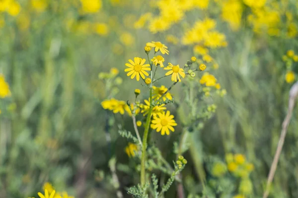 Żółty Rumianek Kwiaty Łące Słoneczny Dzień — Zdjęcie stockowe