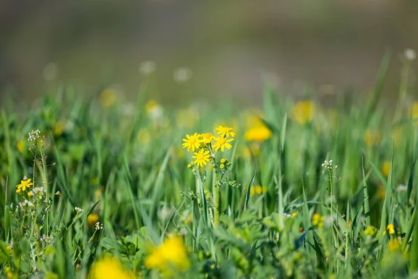 阳光灿烂的日子里 草地上的黄色洋甘菊花 — 图库照片