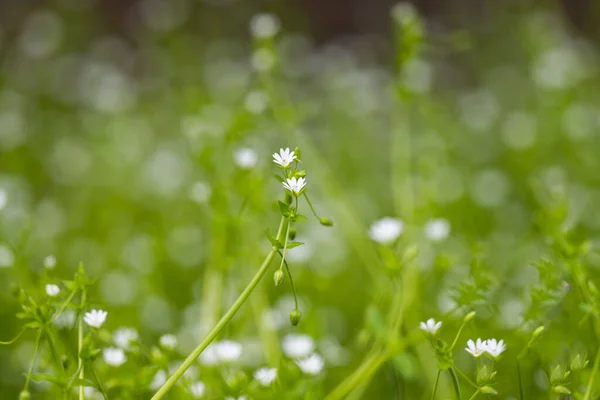 Güneşli Bir Günde Çayırda Küçük Beyaz Çiçekler — Stok fotoğraf