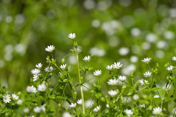 Små Vita Blommor Äng Solig Dag — Stockfoto