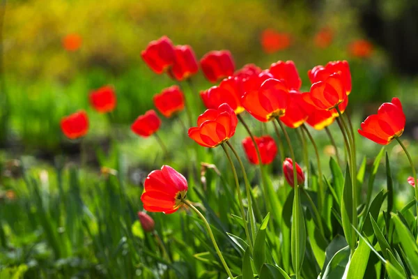 stock image red tulips on a sunny day