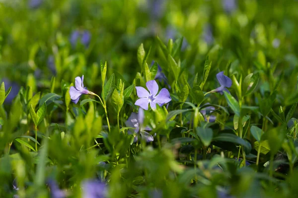 Periwinkle Flowers Sunny Day — Stock Photo, Image