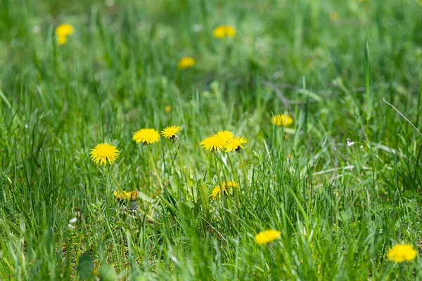 Dandelions Meadow Sunny Day — Stock Photo, Image