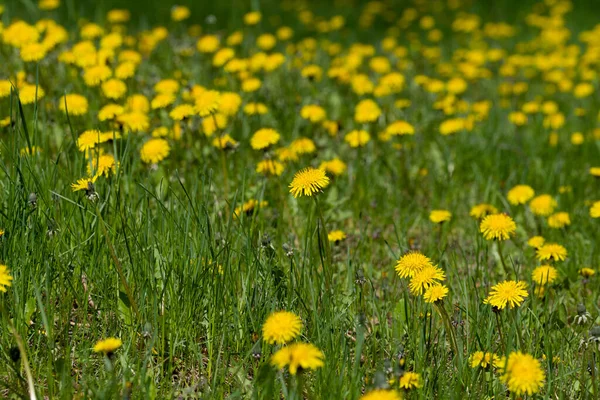 阳光灿烂的草地上的蒲公英 — 图库照片